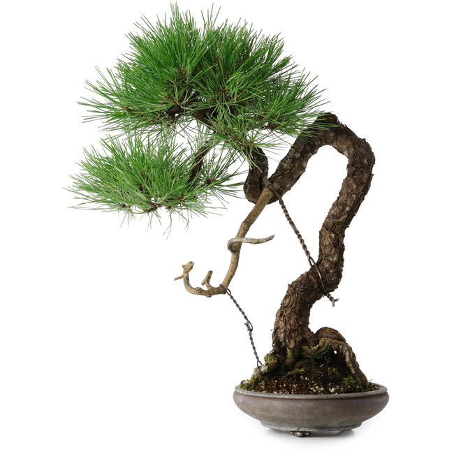 Pinus thunbergii, 46 cm, ± 35 jaar oud