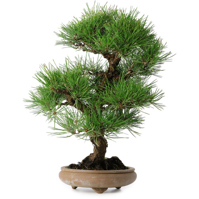 Pinus thunbergii, 37 cm, ± 25 jaar oud