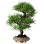 Pinus thunbergii, 37 cm, ± 25 jaar oud