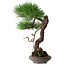 Pinus thunbergii, 46 cm, ± 35 jaar oud