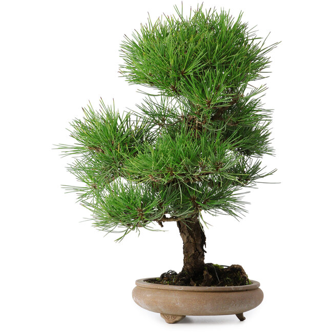Pinus thunbergii, 37 cm, ± 25 jaar oud