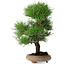 Pinus thunbergii, 37 cm, ± 25 jaar oud