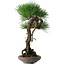 Pinus thunbergii, 46 cm, ± 35 jaar oud