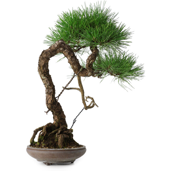 Pinus thunbergii, 46 cm, ± 35 jaar oud