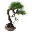 Pinus thunbergii, 46 cm, ± 35 Jahre alt