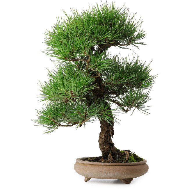 Pinus thunbergii, 37 cm, ± 25 jaar oud