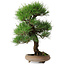 Pinus thunbergii, 37 cm, ± 25 jaar oud
