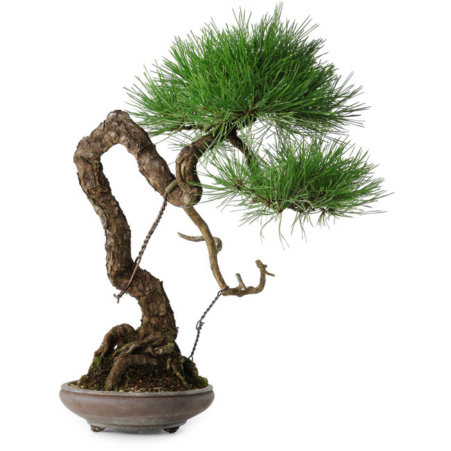 Pinus thunbergii, 46 cm, ± 35 jaar oud
