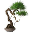 Pinus thunbergii, 46 cm, ± 35 jaar oud
