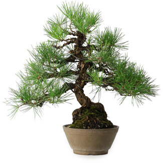Pinus thunbergii, 38,5 cm, ± 30 jaar oud