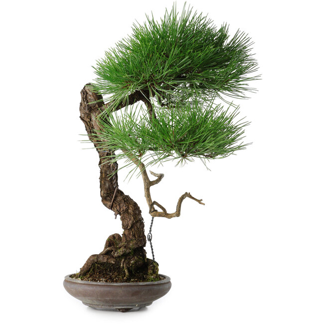 Pinus thunbergii, 46 cm, ± 35 jaar oud