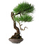 Pinus thunbergii, 46 cm, ± 35 jaar oud