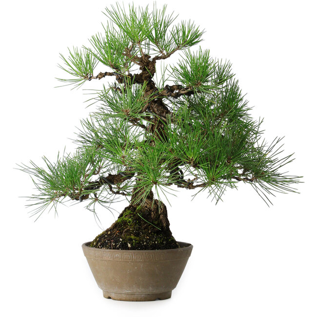 Pinus thunbergii, 38,5 cm, ± 30 jaar oud