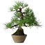 Pinus thunbergii, 38,5 cm, ± 30 ans