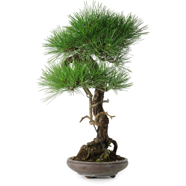 Pinus thunbergii, 46 cm, ± 35 jaar oud
