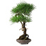 Pinus thunbergii, 46 cm, ± 35 jaar oud