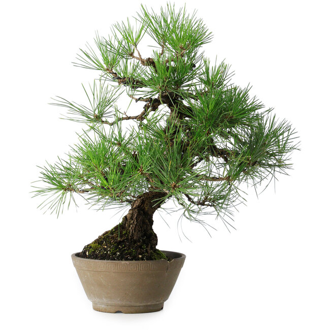 Pinus thunbergii, 38,5 cm, ± 30 years old