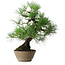 Pinus thunbergii, 38,5 cm, ± 30 ans