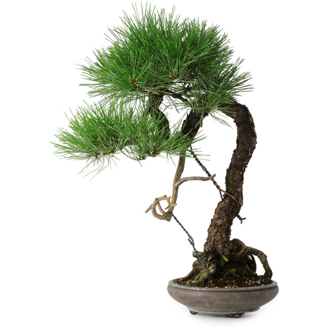 Pinus thunbergii, 46 cm, ± 35 jaar oud