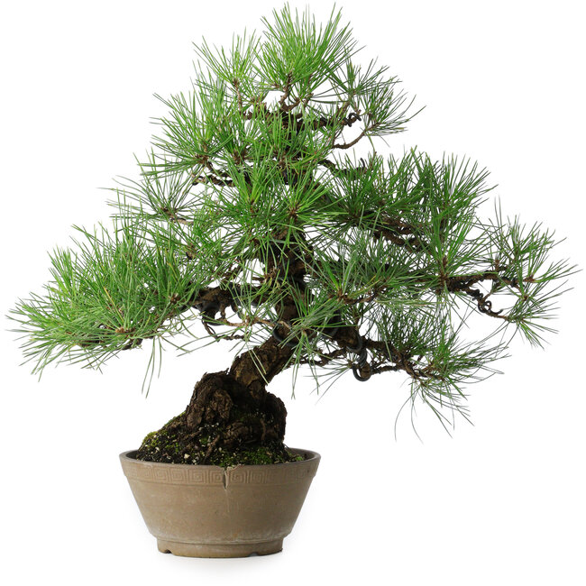 Pinus thunbergii, 38,5 cm, ± 30 jaar oud