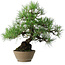 Pinus thunbergii, 38,5 cm, ± 30 jaar oud