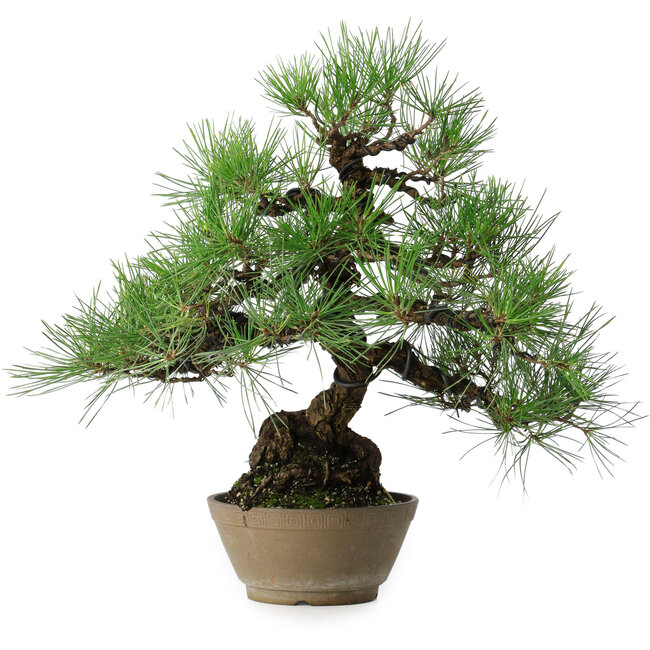 Pinus thunbergii, 38,5 cm, ± 30 ans