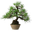 Pinus thunbergii, 38,5 cm, ± 30 ans