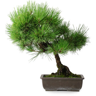 Pinus thunbergii, 43,5 cm, ± 20 ans