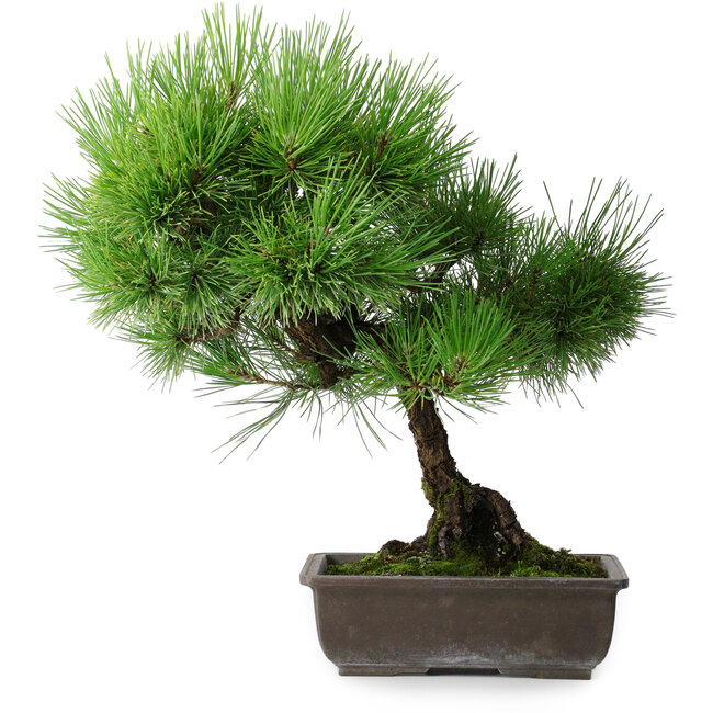 Pinus thunbergii, 43,5 cm, ± 20 jaar oud