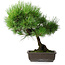 Pinus thunbergii, 43,5 cm, ± 20 jaar oud