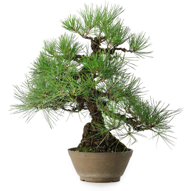 Pinus thunbergii, 38,5 cm, ± 30 ans