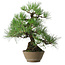 Pinus thunbergii, 38,5 cm, ± 30 jaar oud