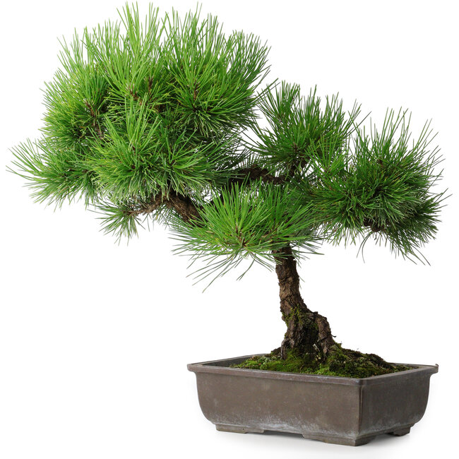 Pinus thunbergii, 43,5 cm, ± 20 jaar oud