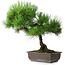 Pinus thunbergii, 43,5 cm, ± 20 ans