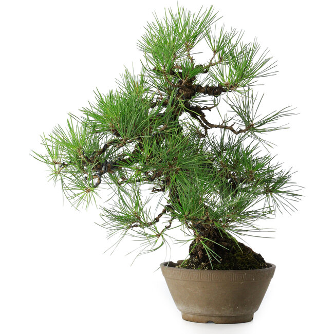 Pinus thunbergii, 38,5 cm, ± 30 ans