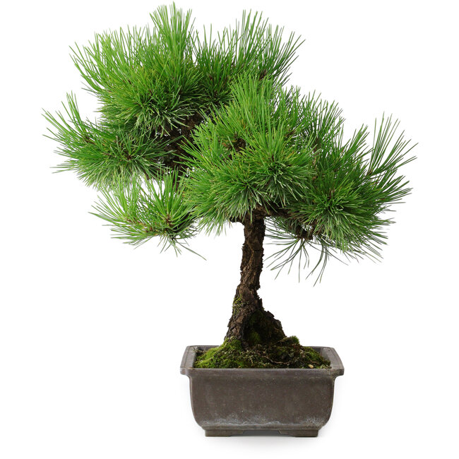 Pinus thunbergii, 43,5 cm, ± 20 ans