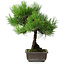 Pinus thunbergii, 43,5 cm, ± 20 ans