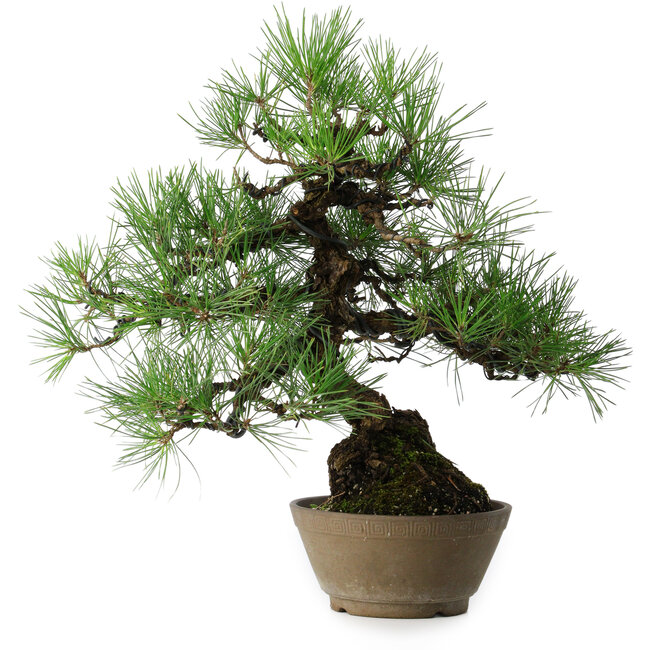 Pinus thunbergii, 38,5 cm, ± 30 years old