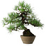 Pinus thunbergii, 38,5 cm, ± 30 ans