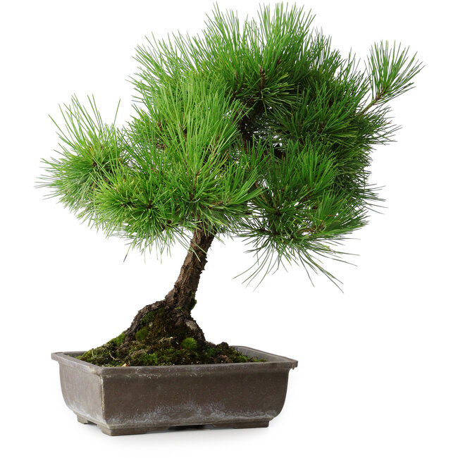 Pinus thunbergii, 43,5 cm, ± 20 ans