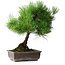 Pinus thunbergii, 43,5 cm, ± 20 jaar oud