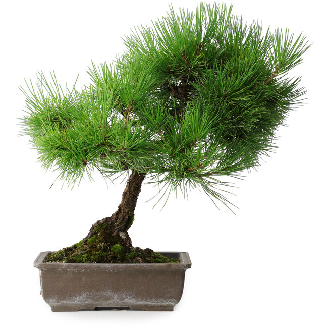 Pinus thunbergii, 43,5 cm, ± 20 years old
