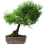 Pinus thunbergii, 43,5 cm, ± 20 ans