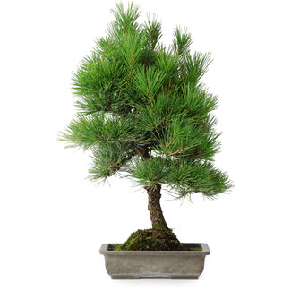 Pinus thunbergii, 53 cm, ± 20 jaar oud