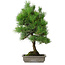 Pinus thunbergii, 53 cm, ± 20 jaar oud, met chip van de rand