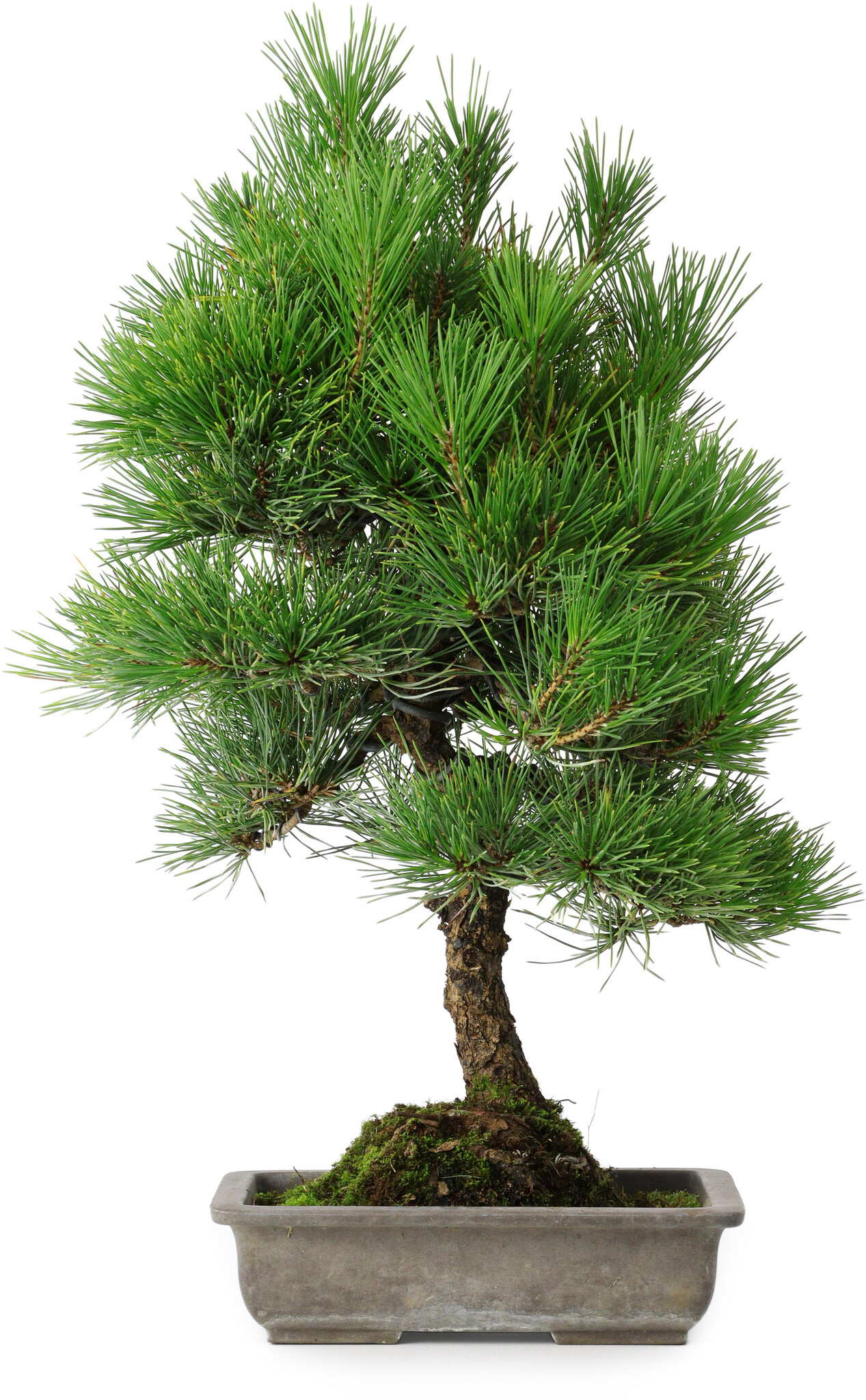 Pinus thunbergii, 53 cm, ± 20 jaar oud, met chip van de rand - Bonsai Plaza