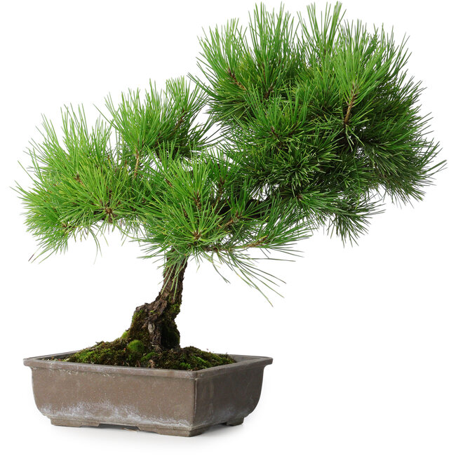 Pinus thunbergii, 43,5 cm, ± 20 ans