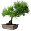 Pinus thunbergii, 43,5 cm, ± 20 jaar oud