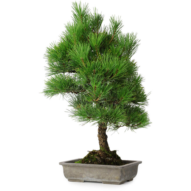 Pinus thunbergii, 53 cm, ± 20 anni, con scheggiatura del bordo