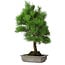 Pinus thunbergii, 53 cm, ± 20 years old, with chip of the edge